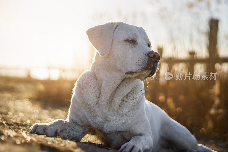 年轻的白色拉布拉多寻回犬在海滩上晒太阳