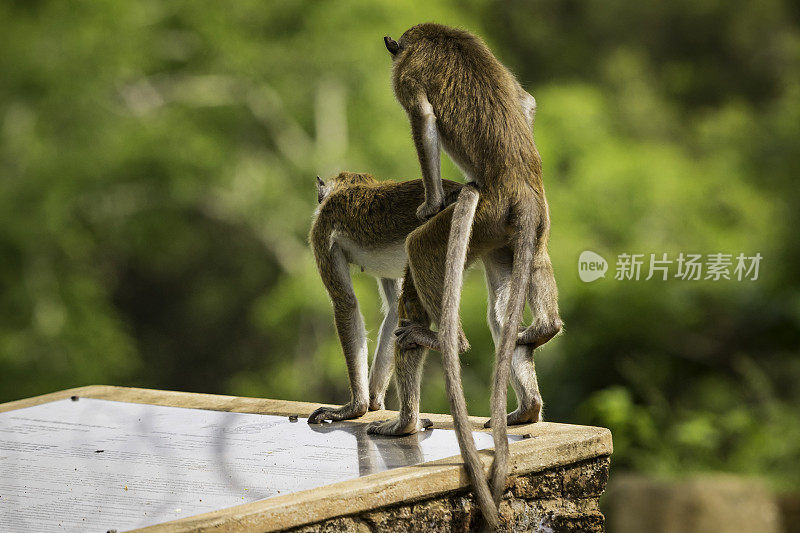 无边女帽猕猴