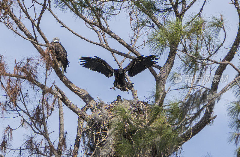 佛罗里达中部奥兰多附近阿波卡湖上的雏鹰巢