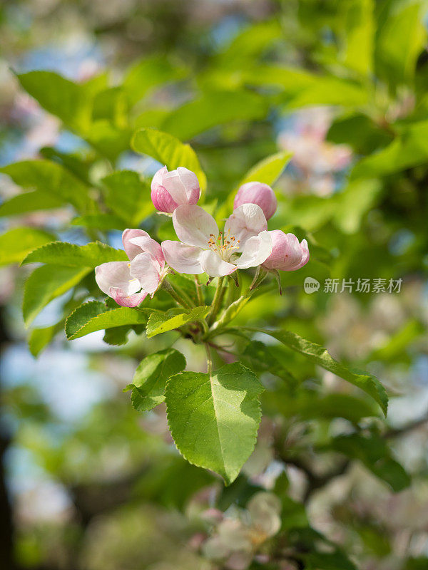 粉红色的苹果花在花园里盛开