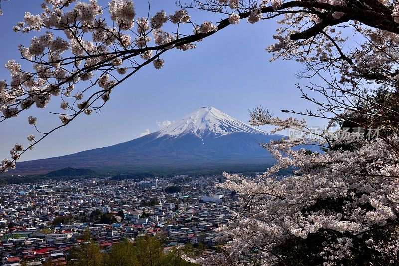 樱花盛开的富士山，取自富士吉田市