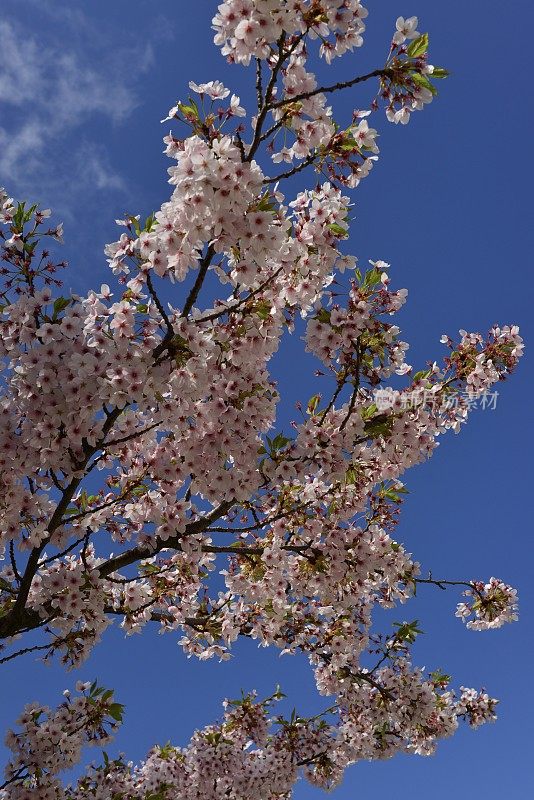 樱花树，泽西岛，英国