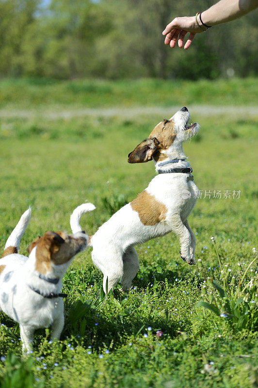 两只杰克罗素梗犬在公园里玩耍