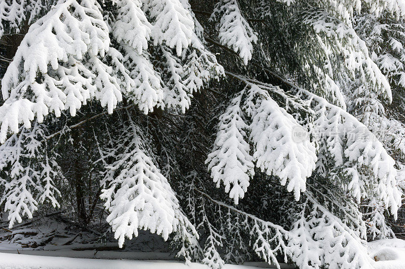 冷杉树枝上覆盖着雪