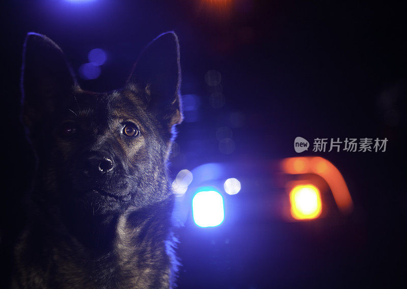 警犬