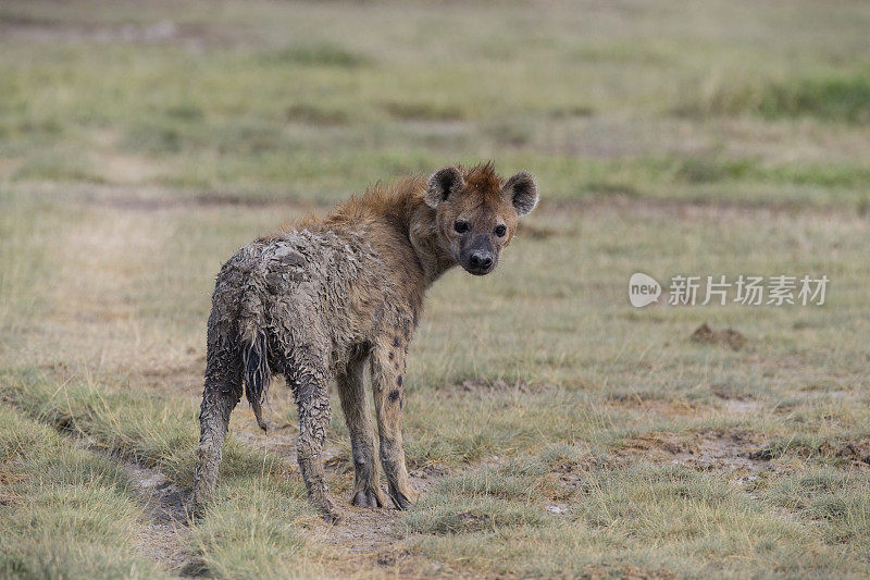 鬣狗，肮脏的动物，非洲