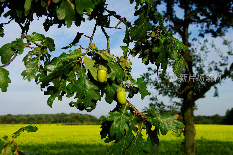 橡树上的橡子