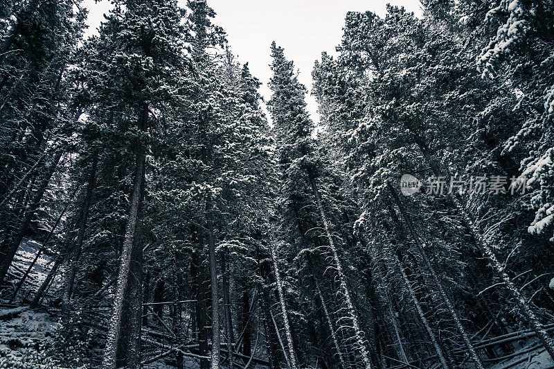 被白雪覆盖的森林包围着