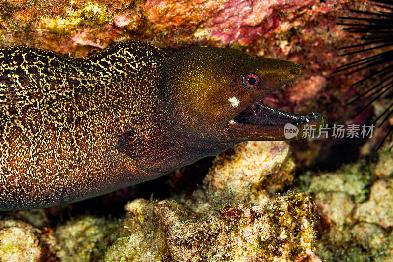 藏在岩架下的海鳗，波浪海鳗，大岛，夏威夷