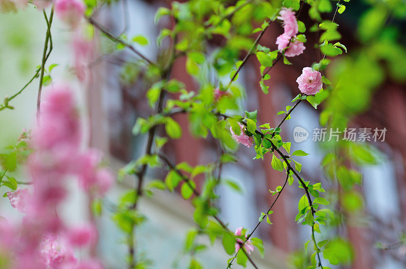 三叶李花，北京的春天