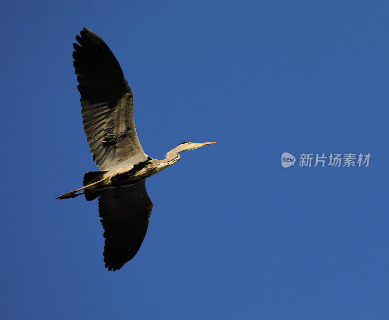 灰鹭在巴塞罗那Llobregat河飞行