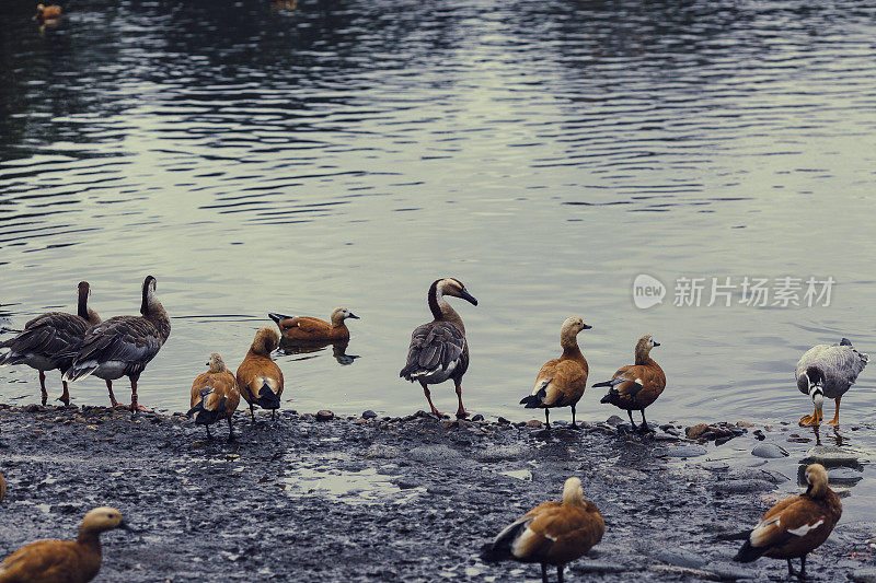 湖边的一群鸭子