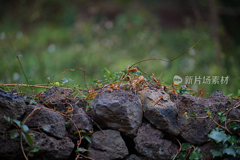 攀爬在济州岛黑石墙上的藤蔓