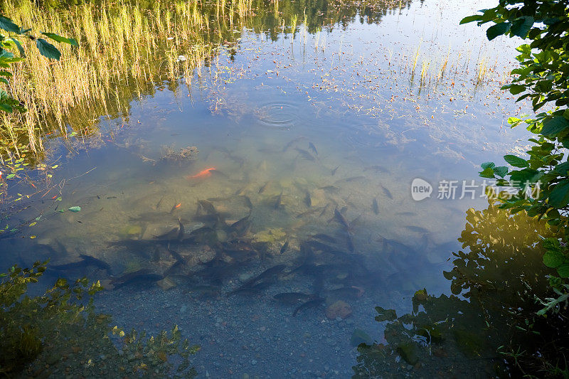 湖里的鱼