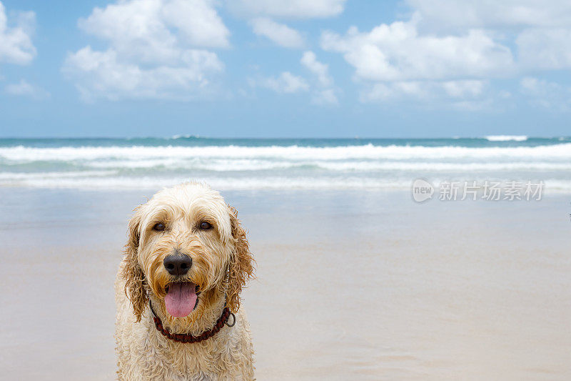 海滩上的澳大利亚拉布拉多犬