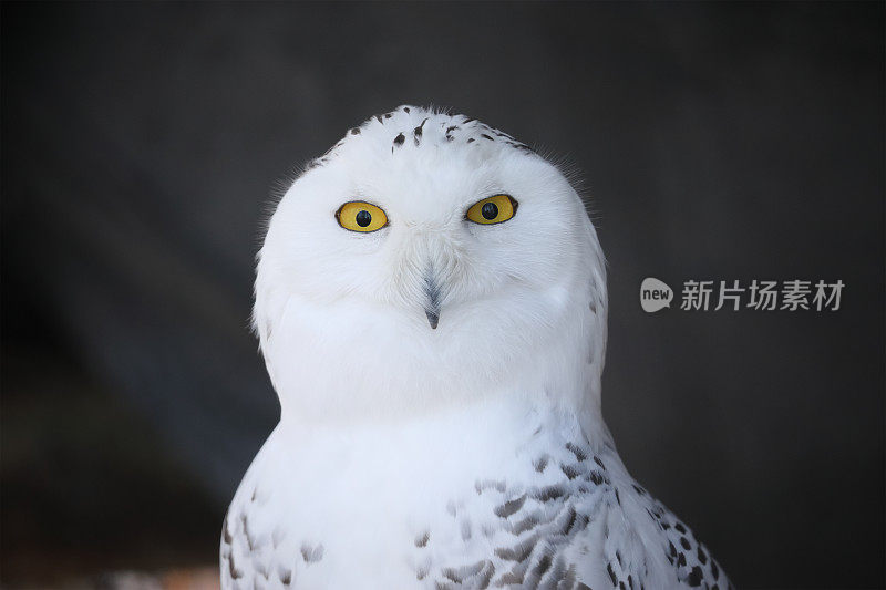 雪鸮