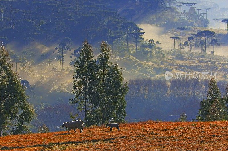 金色草地上的羊群――日出时的风景――巴西南部