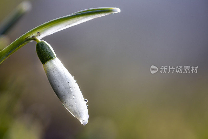 雪花莲