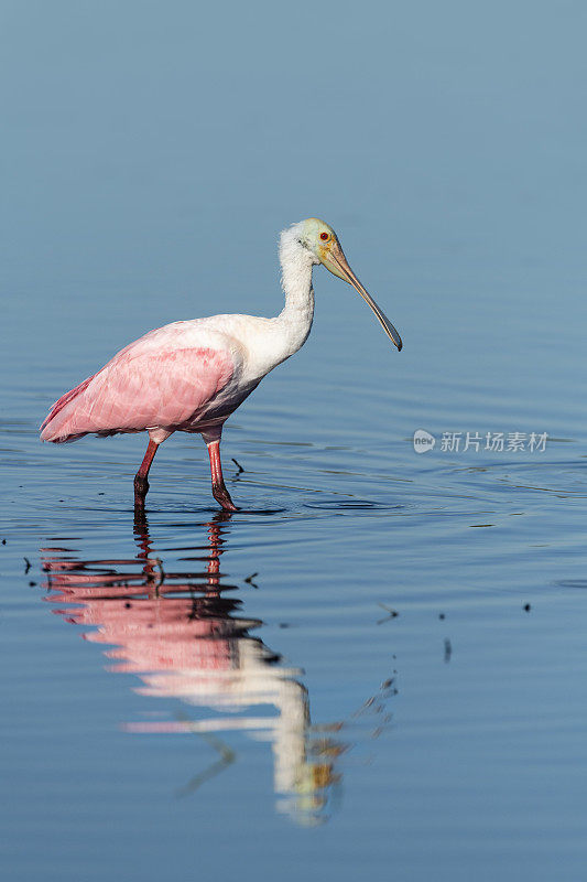 玫瑰spoonbill，鸭嘴兽