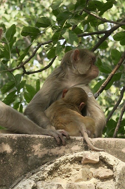 印度北方邦阿格拉，野生恒河猴一家，母亲和婴儿坐在公共花园寺庙墙的树荫下哺乳