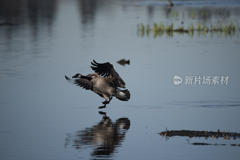 加拿大鹅降落在一个湖上