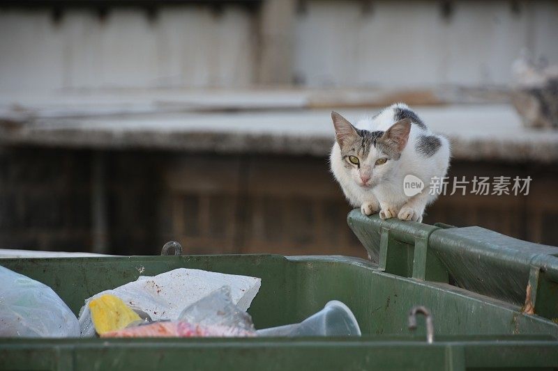 垃圾箱里的猫