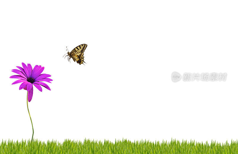 草地上的雏菊和蝴蝶
