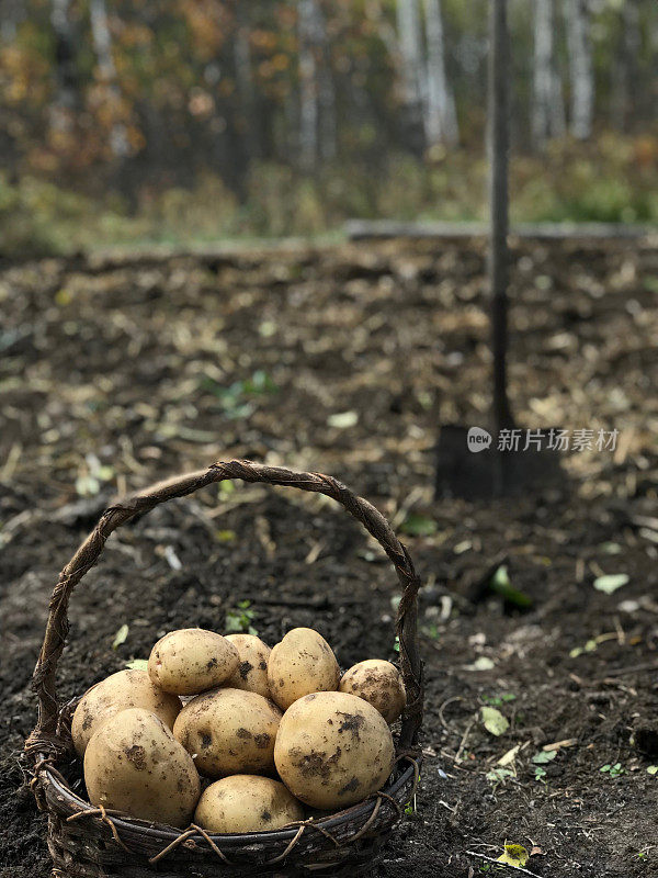 自家种植的新鲜土豆