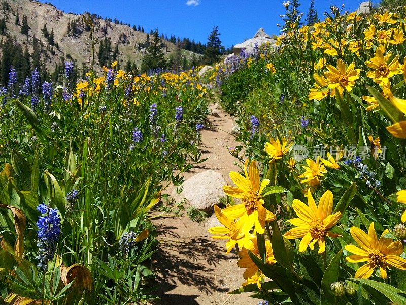 犹他州大杨木峡谷的野花