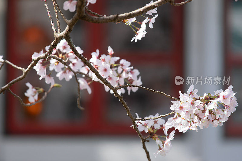 日本的樱花