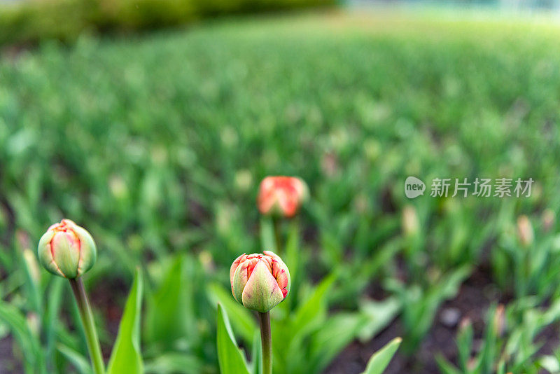 加拿大郁金香节在雅克卡地亚公园，渥太华，加拿大