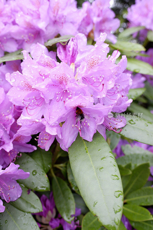 雨后的杜鹃花五彩缤纷