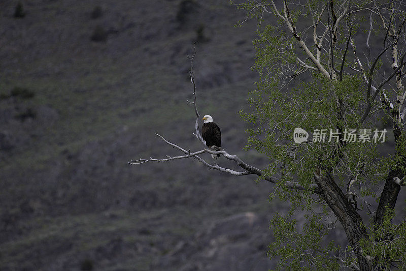 秃鹰栖息在河上