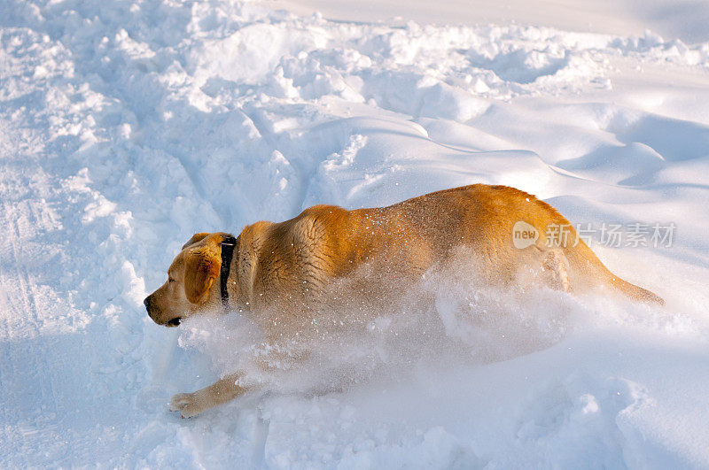 金毛猎犬在雪地里奔跑