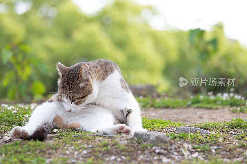 流浪猫在街上休息