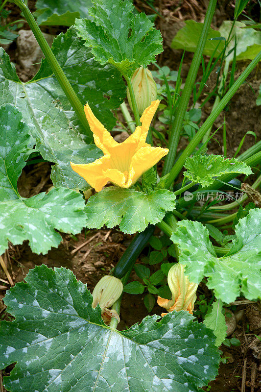 小胡瓜植物与花