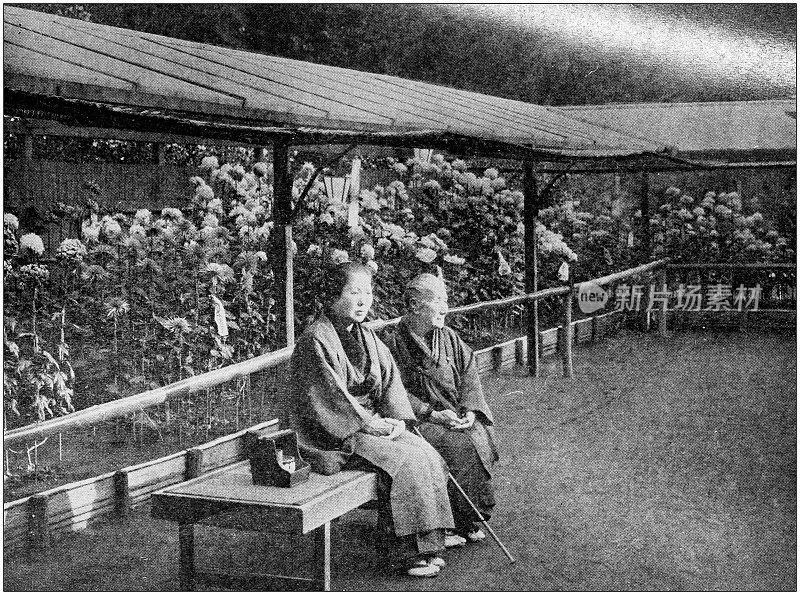 古董黑白照片环游世界:菊花花园，日本