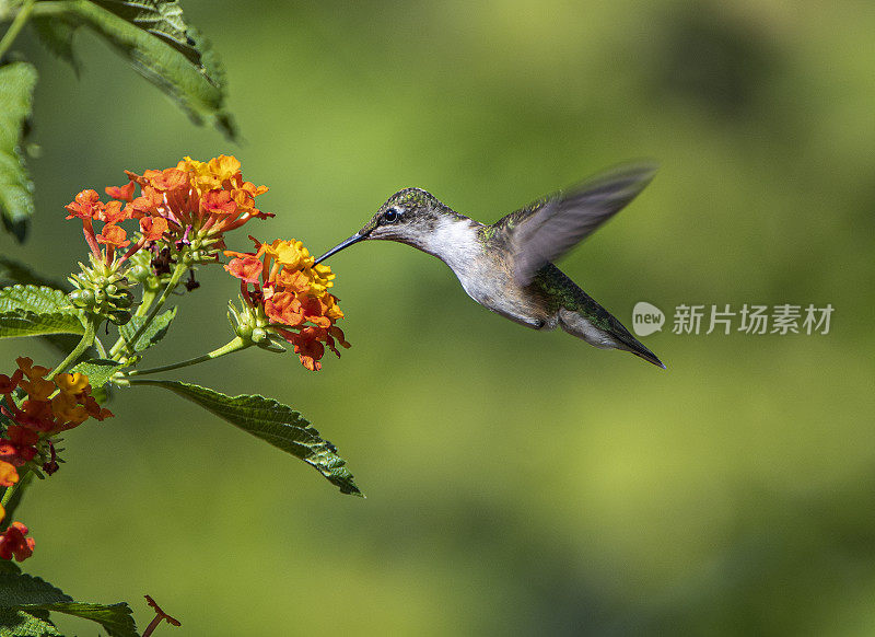 蜂鸟