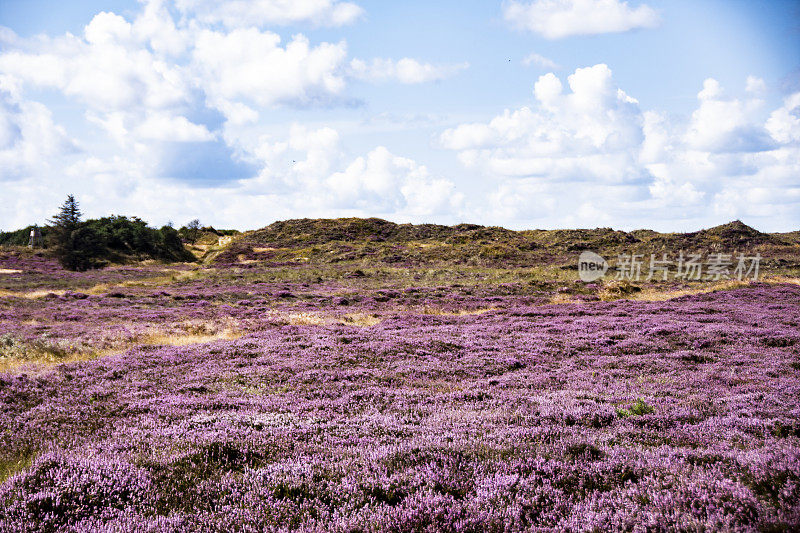 石南花盛开在丹麦西海岸和北海Fanø岛的沙丘上