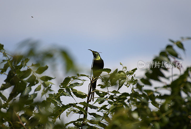 太阳鸟卢旺达