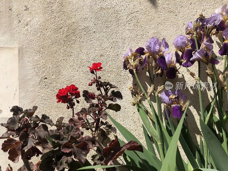 色彩缤纷的鲜花在一个法国乡村别墅花园