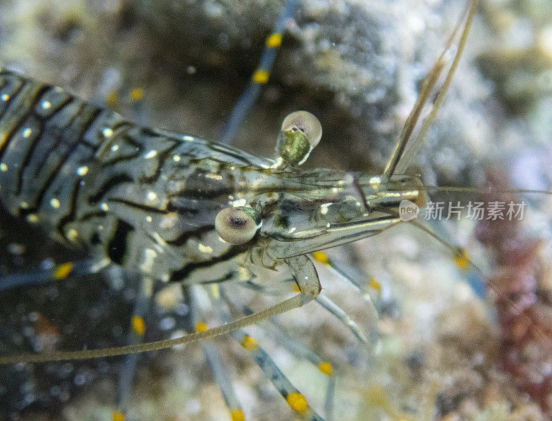 兰萨罗特潮间带池塘里近距离的虾。加那利群岛