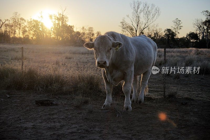 夏洛来黄昏公牛