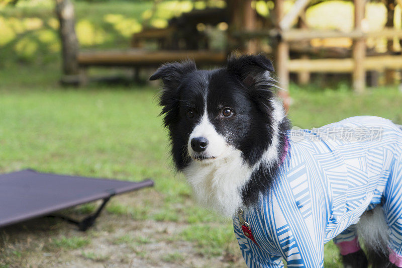 享受大自然的博德牧羊犬