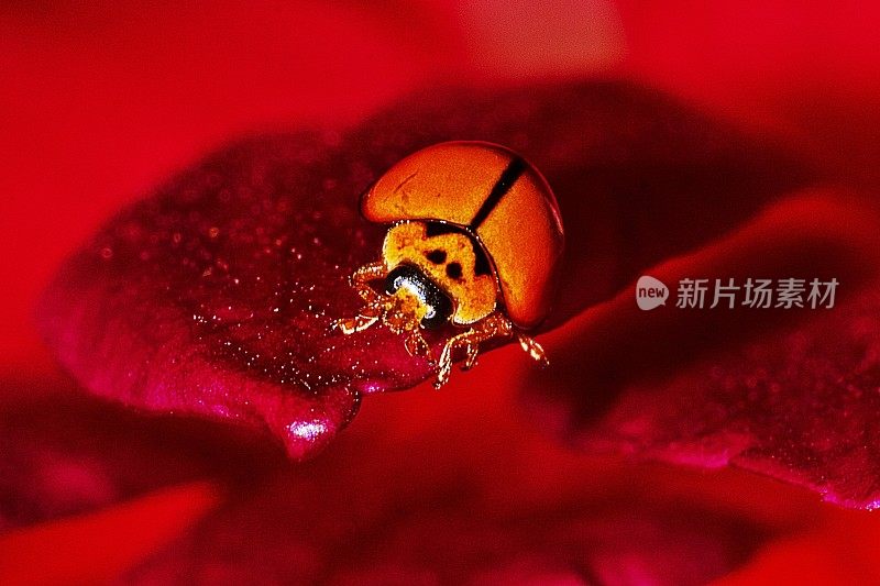 瓢虫在花的花瓣上。