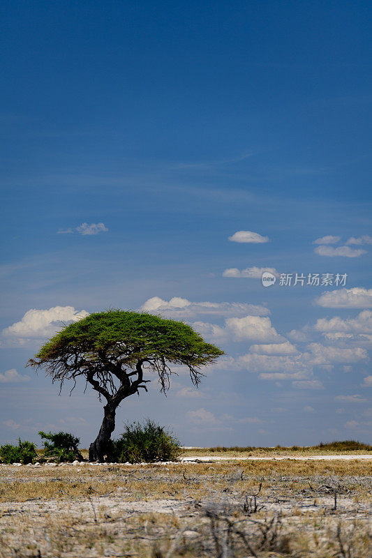 埃托沙国家公园的骆驼刺树