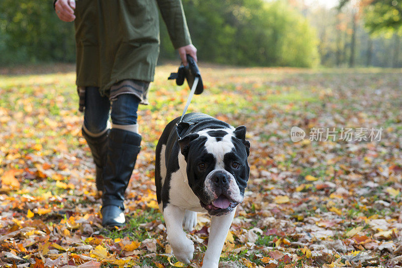 英国牛头犬散步