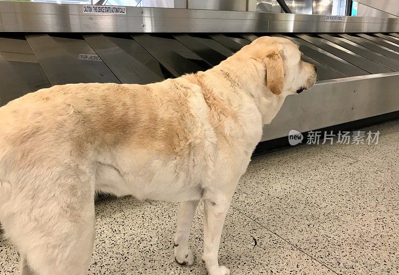 狗在机场等行李