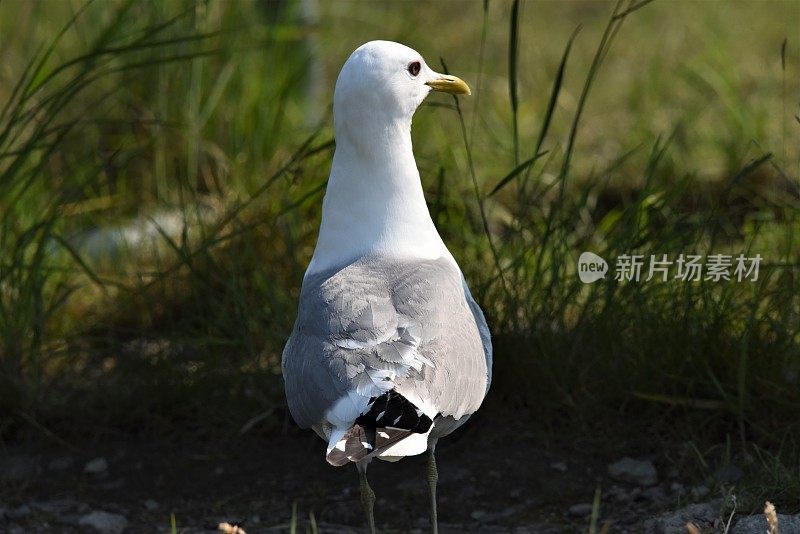 鸥的尾巴羽毛