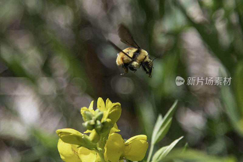 飞行中的大黄蜂为野生黄花授粉